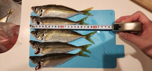 アジの釣果