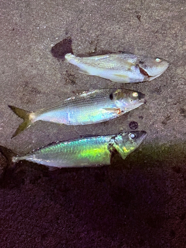 サバの釣果