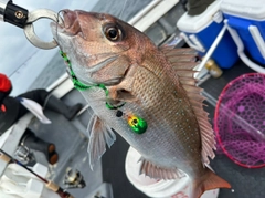 マダイの釣果