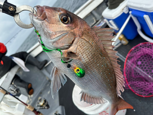 マダイの釣果