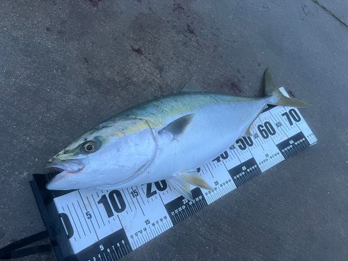 メジロの釣果