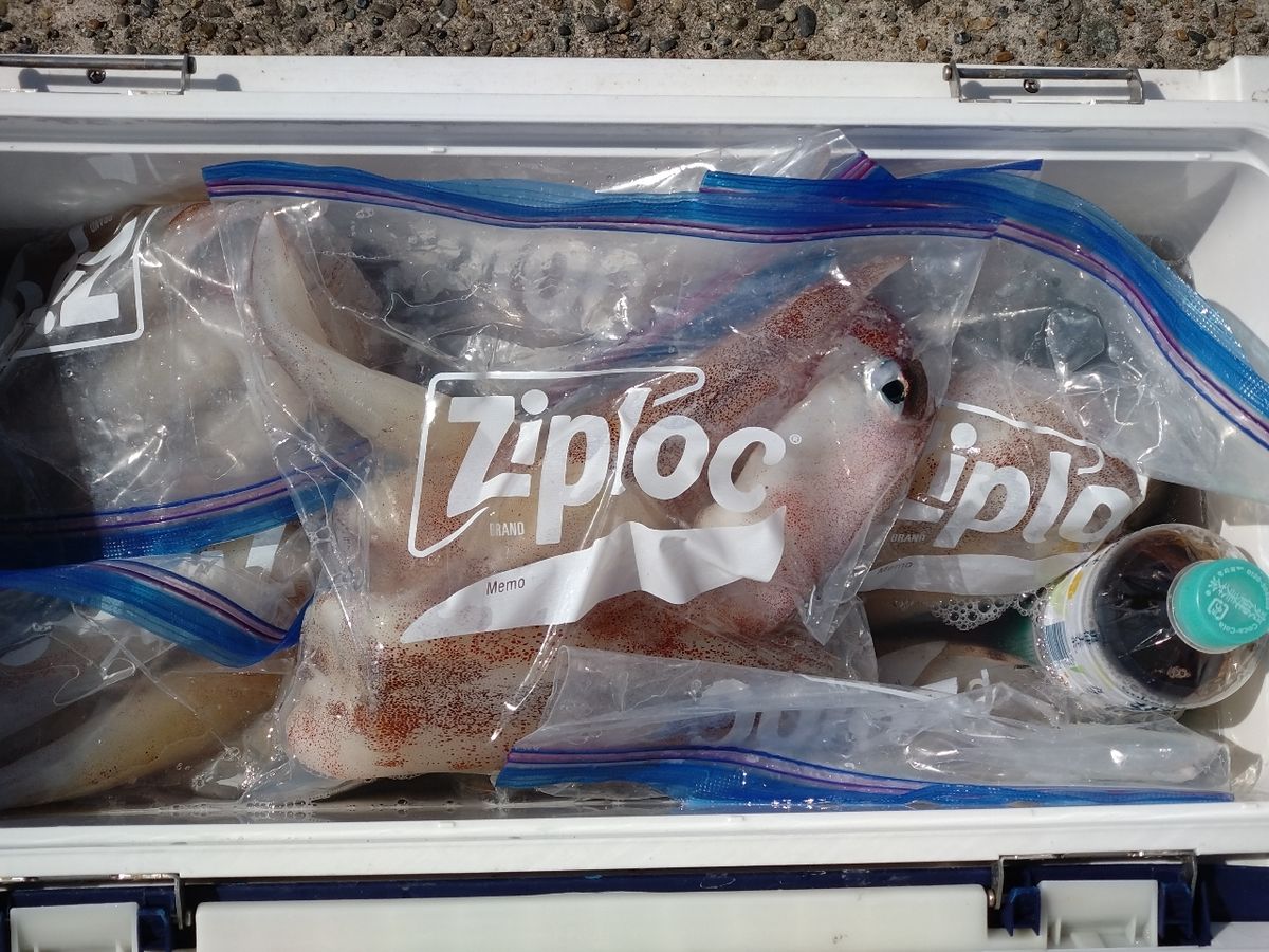 三浦丸　船長さんの釣果 2枚目の画像