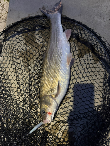 マルタウグイの釣果