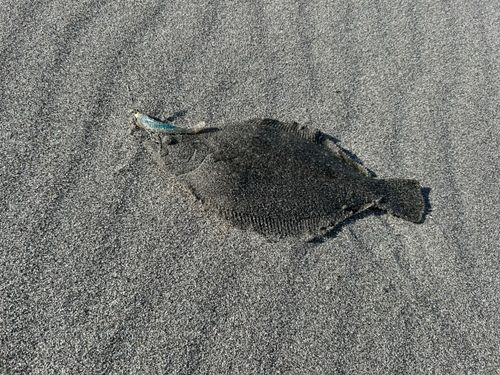 ソゲの釣果