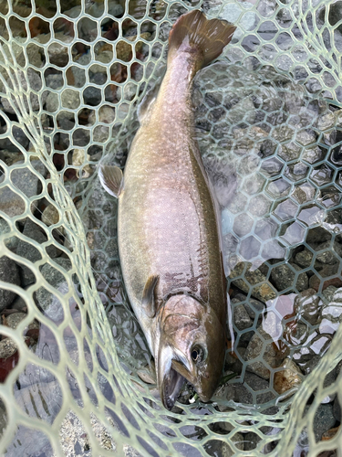 イワナの釣果