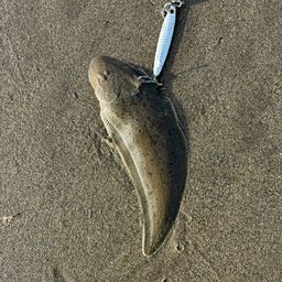 シタビラメ