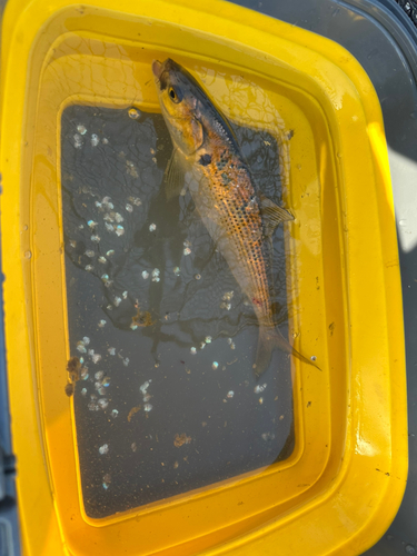 コノシロの釣果