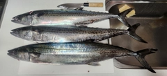 サワラの釣果