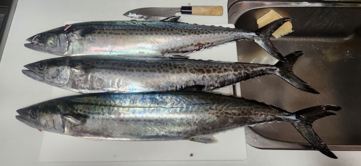 ひら政さんの釣果 1枚目の画像