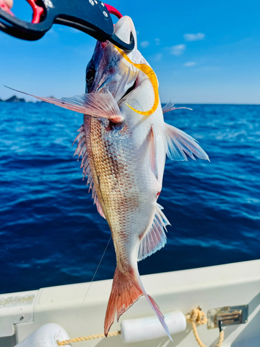 マダイの釣果