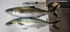 ヒラマサの釣果