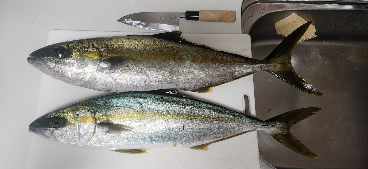 ひら政さんの釣果 1枚目の画像