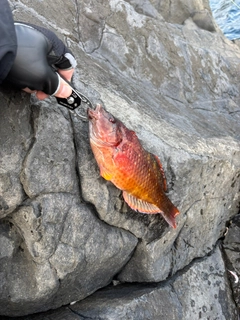ベラの釣果
