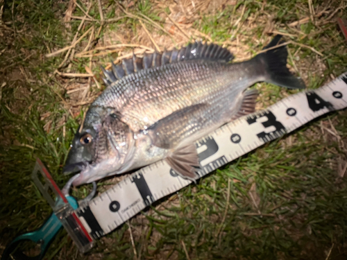 クロダイの釣果