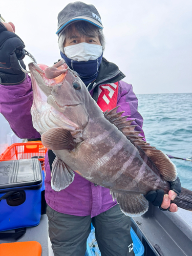 マハタの釣果