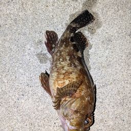 カサゴ