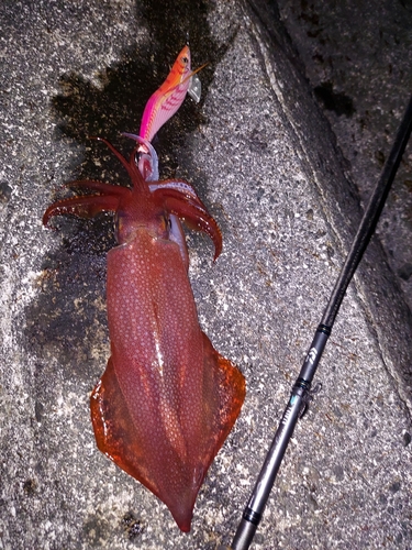 ケンサキイカの釣果