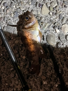 メバルの釣果