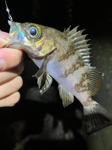 メバルの釣果