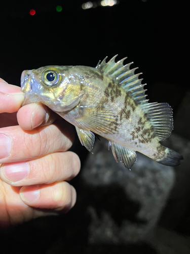 メバルの釣果