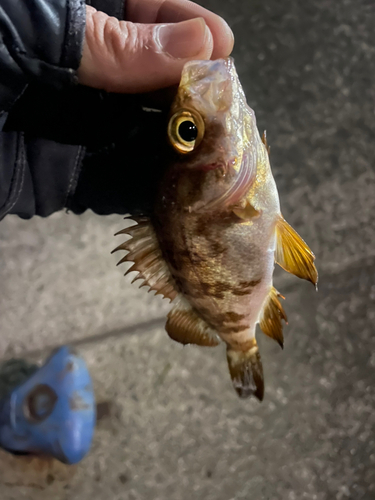 タケノコメバルの釣果