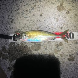 アジ
