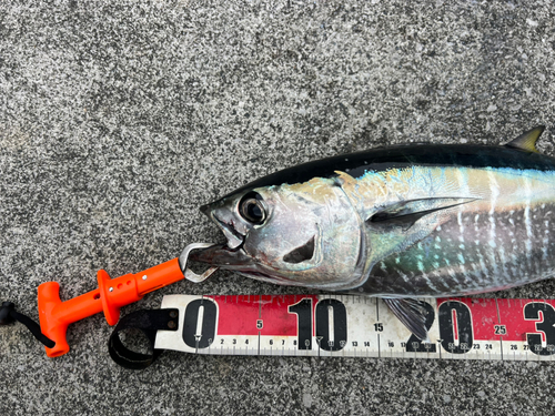 クロマグロの釣果