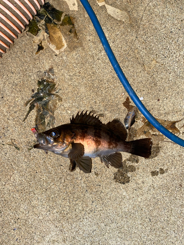 メバルの釣果