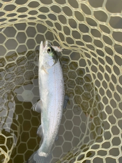ニジマスの釣果