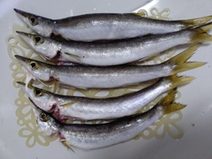 カマスの釣果
