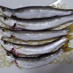 カマス