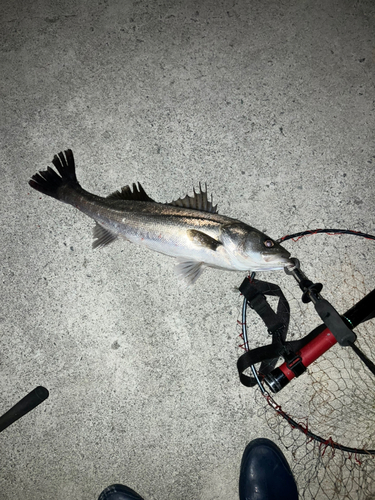 セイゴ（マルスズキ）の釣果