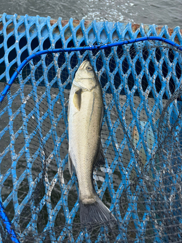 オリジナルメーカー海釣り公園