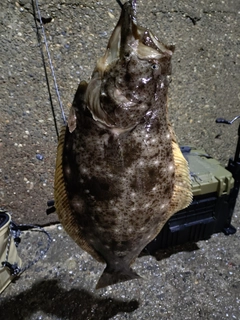 ヒラメの釣果