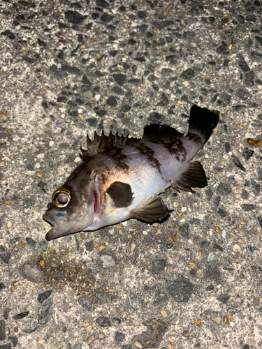 シロメバルの釣果