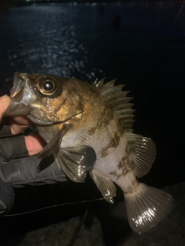 シロメバルの釣果