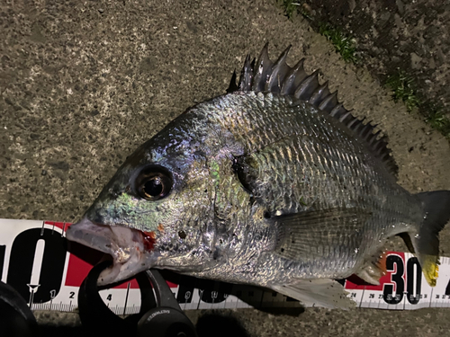 キビレの釣果