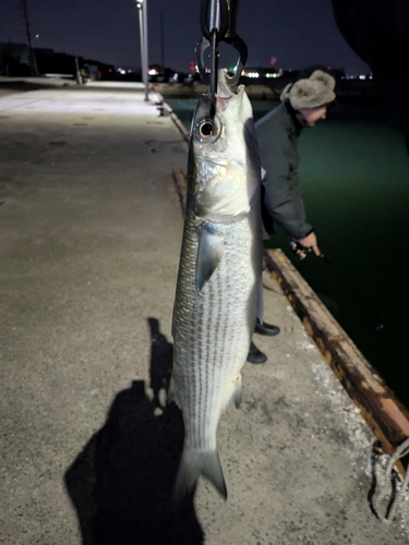 ボラの釣果