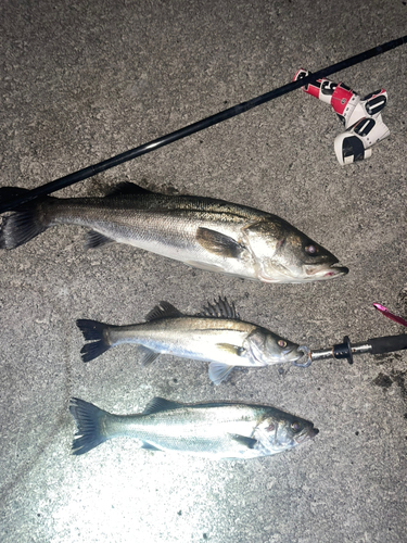 シーバスの釣果