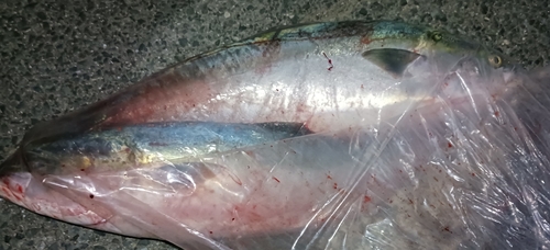 ブリの釣果