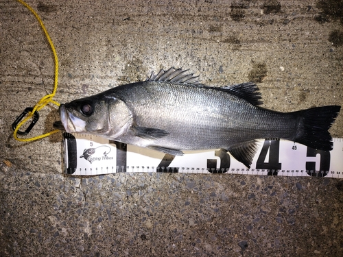 ヒラスズキの釣果