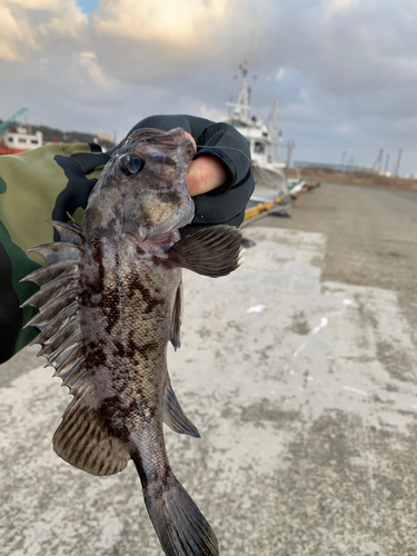 クロソイの釣果