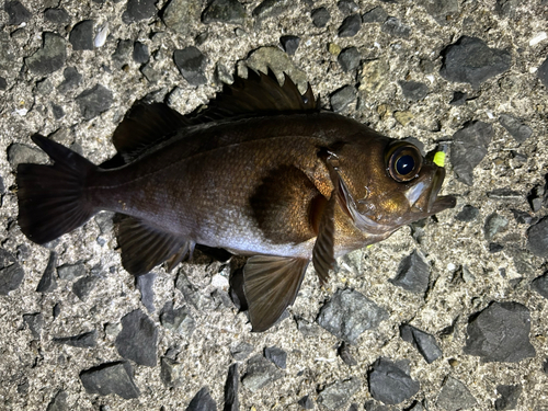 メバルの釣果