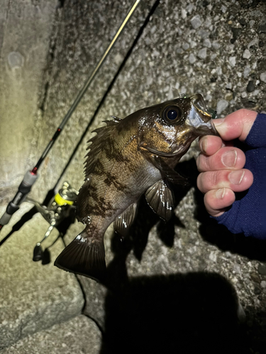 シロメバルの釣果