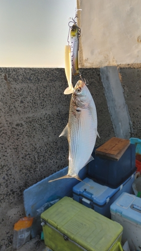 コノシロの釣果