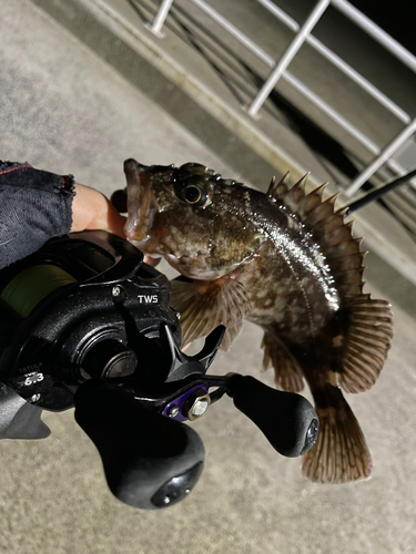 アラカブの釣果