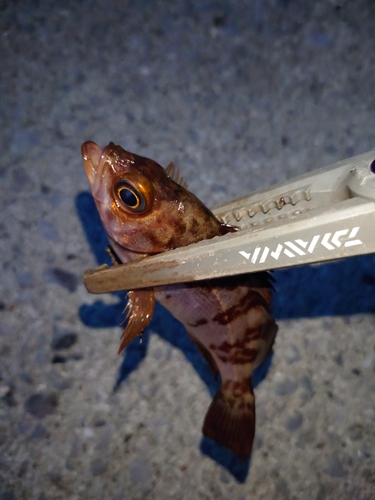 メバルの釣果