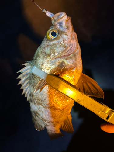 メバルの釣果