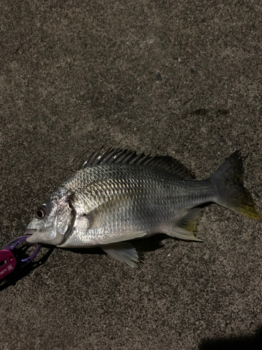 キビレの釣果