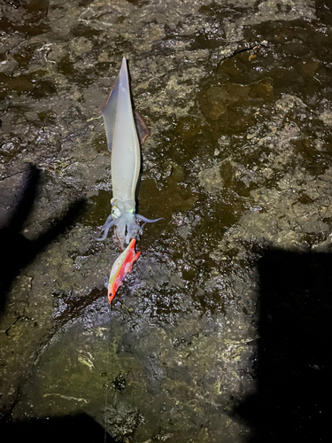 ヤリイカの釣果